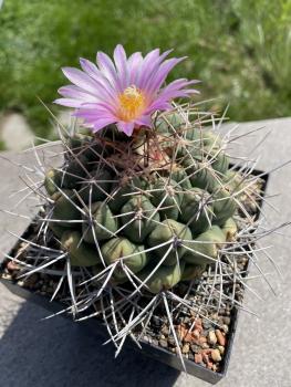 Thelocactus rinconensis